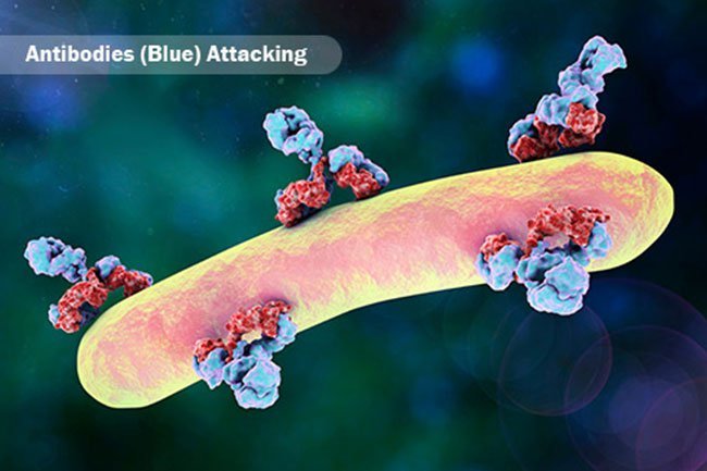 The three major antibody types are IgA, IgM and IgG.