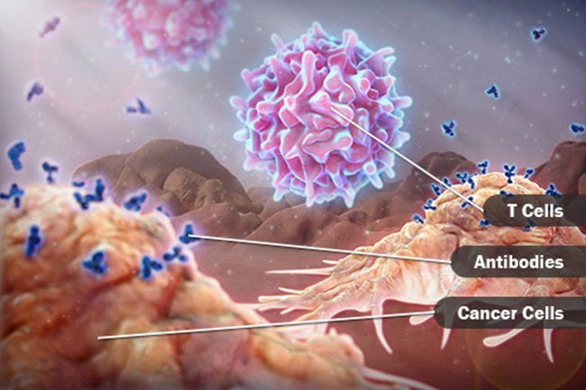 T cells are one main type of lymphocyte.