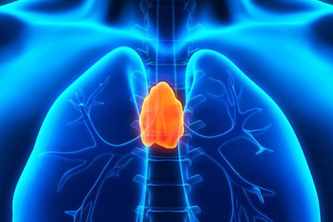 Your thymus sits high in your chest behind your breastplate.