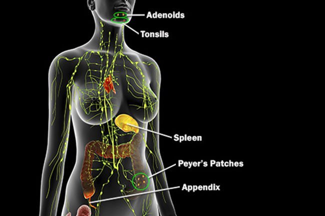 Your spleen is an organ that sits in the upper left of your abdomen.