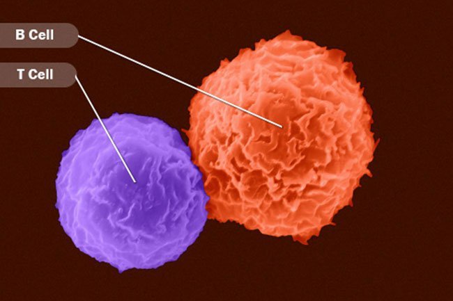 Your white blood cells spike during and right after an infection, but most of them don't last long inside your body.