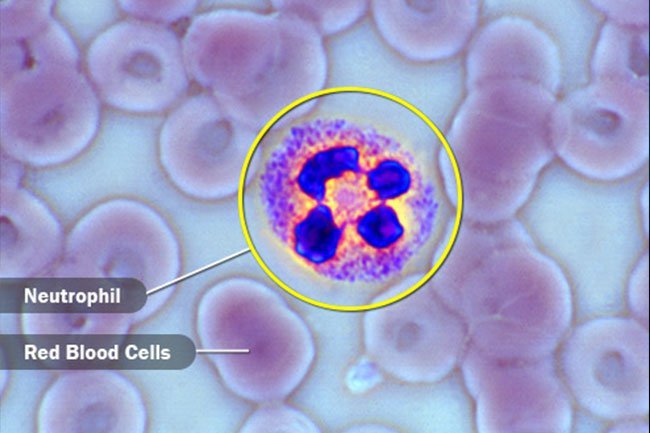 A phagocyte is a white blood cell that devours an invading germ.