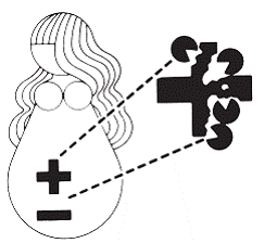 Development of Hemolytic Disease - Illustration
