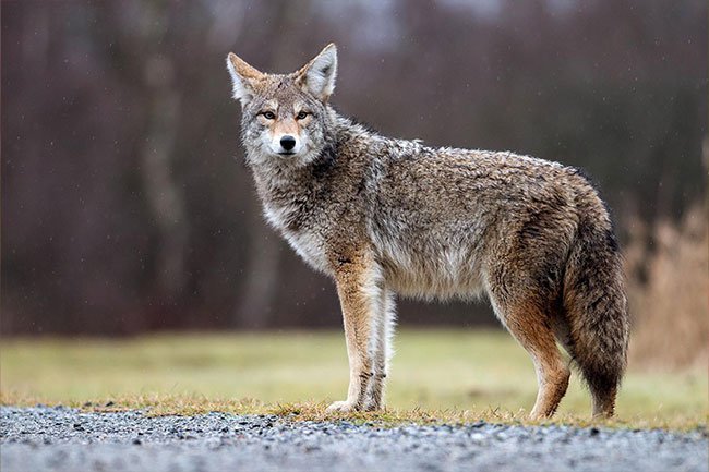 Rabies is transmitted by the bite from an infected bat, coyote, dog, or cat.