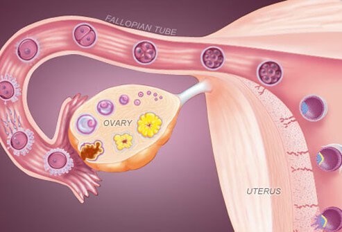 An additional 40% of infertile couples have problems traced to the female partner.