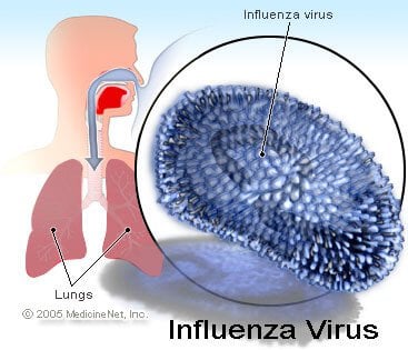 Picture of the influenza virus