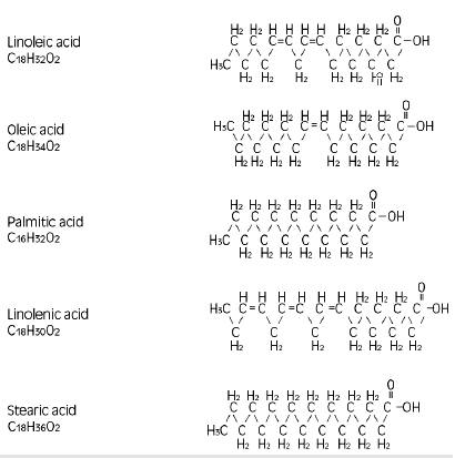 Fatty acids structural formula illustration