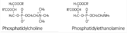 Choline and ethanolamine structural formula illustration