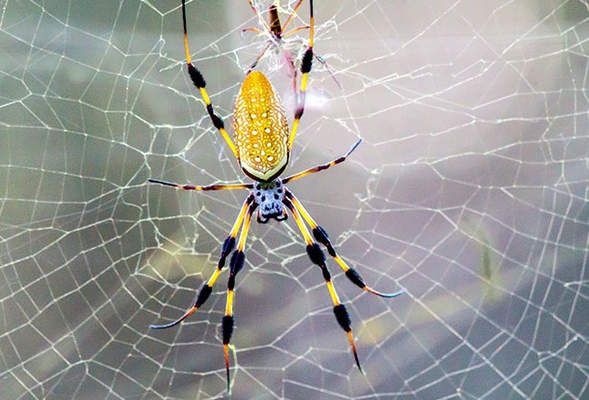 The greatest risks you face with a spider bite are if you ignore symptoms and don't get treatment soon enough.