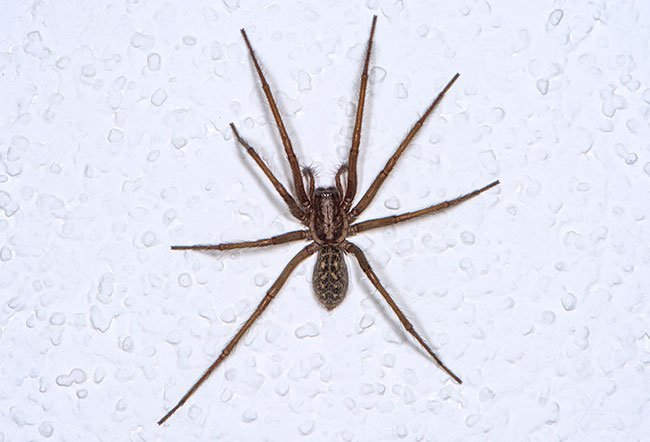The hobo spider bites when they feel threatened. 