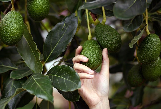 avocado