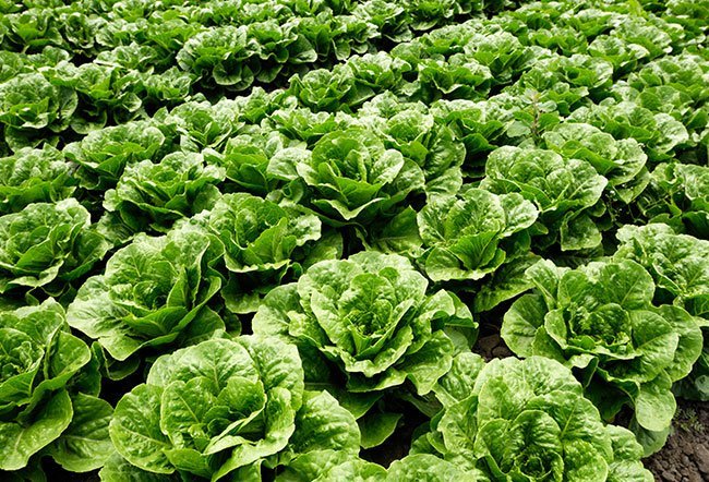 Romaine lettuce (Lactuca sativa), also known as Romanian lettuce or cos lettuce, is one of the types of head lettuce