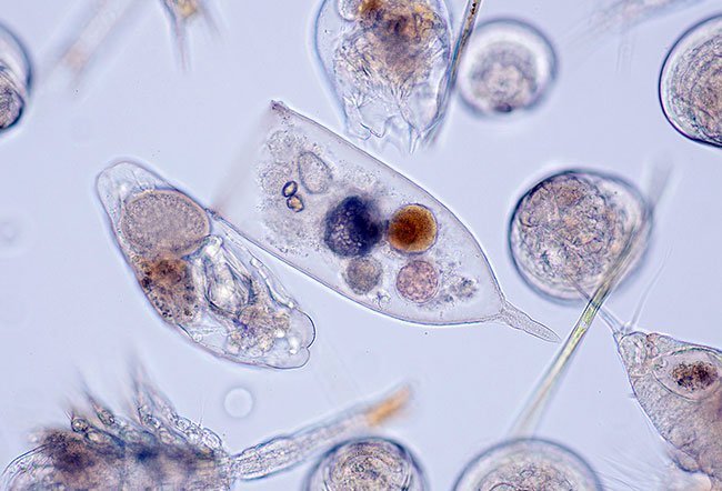 Plankton are microscopic organisms that play an important role in the marine ecosystem.