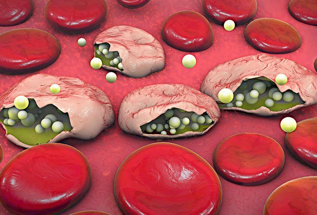 Malaria Vaccine