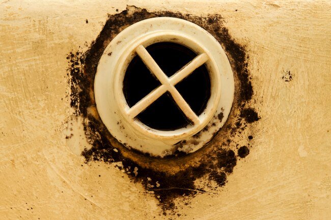 Mold in damp buildings can cause significant health issues.