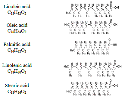 Fatty acid - Structural Formula Illustration