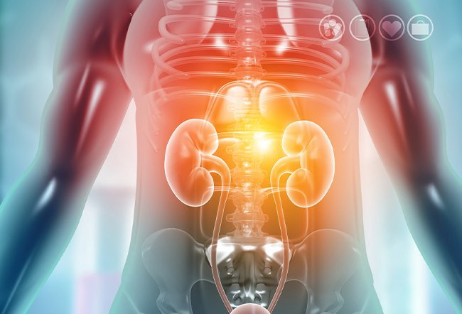 Can a Damaged Kidney Repair Itself