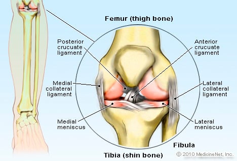  Picture of Knee Joint 