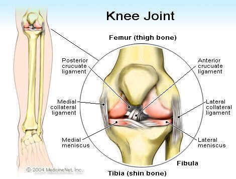 Knee Joint illustration - Anterior cruciate ligament