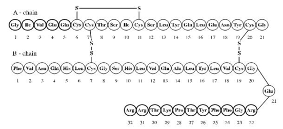 LANTUS® (insulin glargine) Structural Formula - Illustration