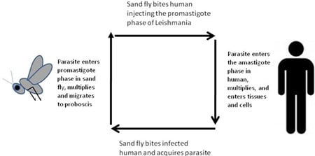 Figure 2: Life cycle of Leishmania