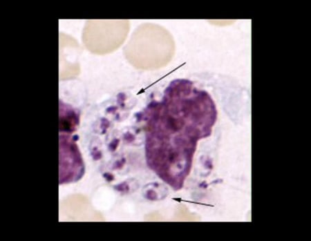 Image of parasites inside a macrophage; arrows show parasites.
