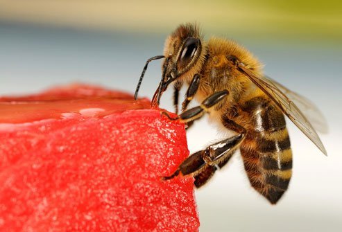 Bees and flying insects are annoying, but their stings may also cause severe allergic reactions.