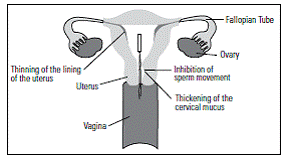 How does LILETTA work - Illustration