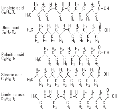 Fatty acids - Structural Formula Illustration