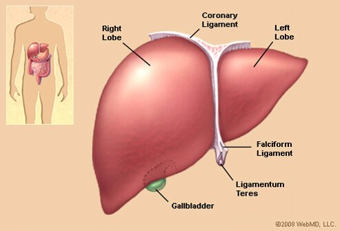 Liver Anatomy