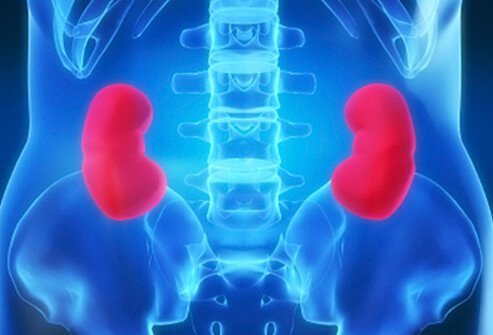 Kidneys participate in blood pressure control by regulating urine production.