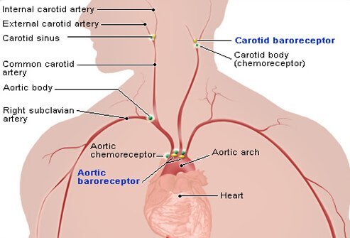 Baroreceptors are small nerve cells within arteries close to the heart that help regulate blood pressure.