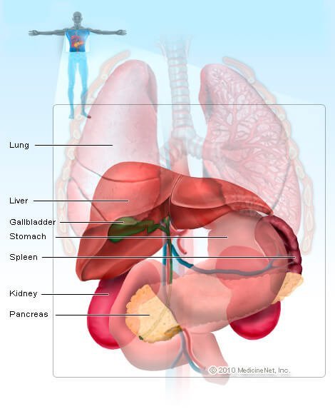 Picture of the spleen