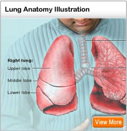 Picture of the lungs