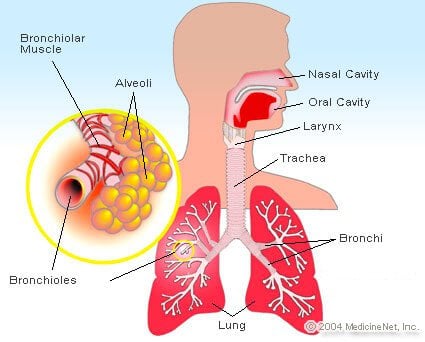 Picture of the alveoli and lung