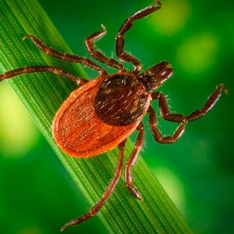 Photo of a blacklegged tick, which is a known vector responsible for Lyme disease.