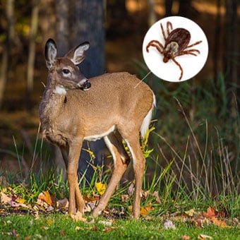 Certain ticks, such as the black-legged tick shown here, are frequently found on deer harboring the bacterium in their stomachs.