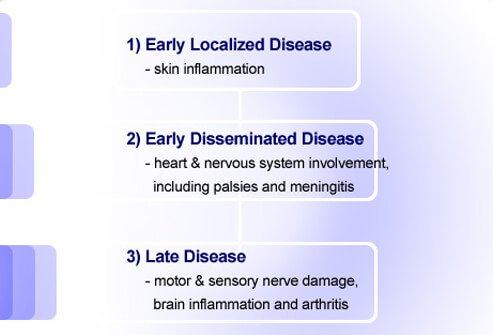 There are three distinct phases of Lyme disease.