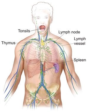 This picture shows the lymph system -- tonsils, thymus, lymph vessels, lymph nodes, and spleen.