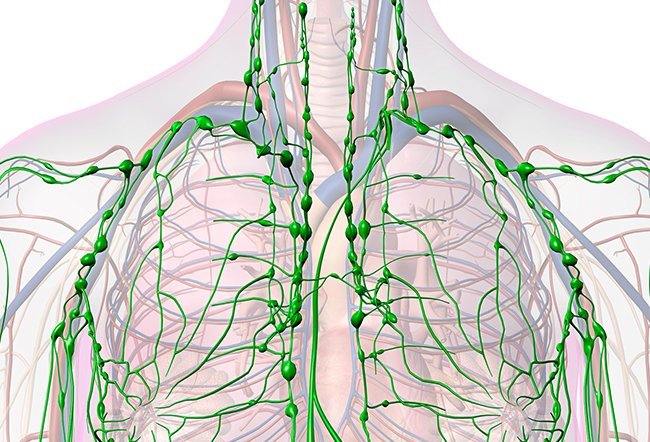 lymphatic system function