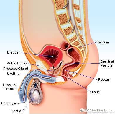 Male Torso Illustration - Testicles