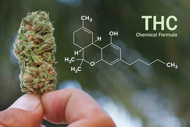THC triggers receptors in your brain called endocannabinoid neurotransmitters.