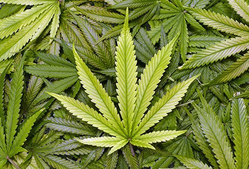 When people talk about medical marijuana, they're referring to any part of a marijuana plant used to alleviate any health problem.