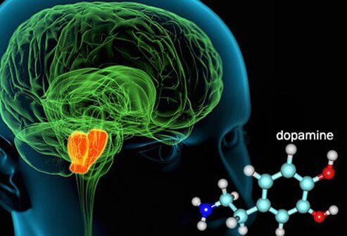 How quickly cannabis affects on the brain depends on how it is consumed (smoked or eaten).