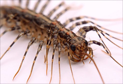 Centipedes eat other insects that may be inside your home.