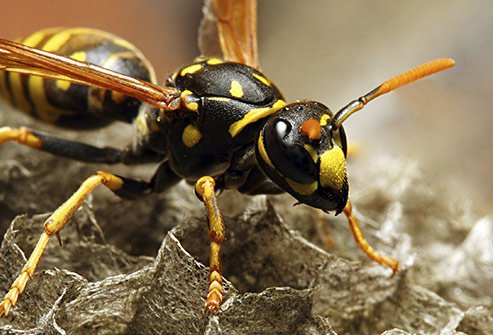 Wasps may reside under your roof so watch for flying insects coming or going from small holes.