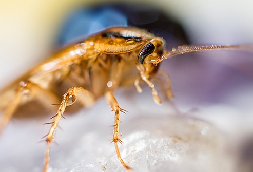 Coakroaches may be hiding in the kitchen, bathroom, near food and water, and in cluttered areas.