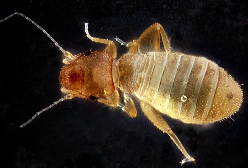 Booklice reside in grains, under wallpaper, in furniture, in potted plants, and on window sills.