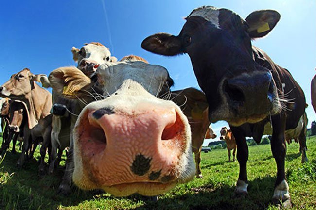 All four types of cow's milk (skim, 1%, 2%, and whole) have the same amount of protein, calcium, and vitamins.