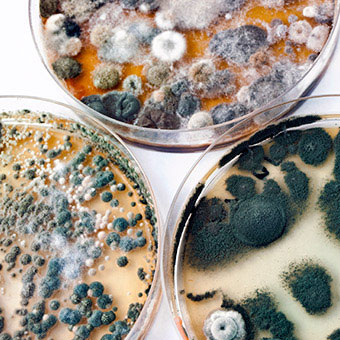 Three petri dishes contain mold colonies.